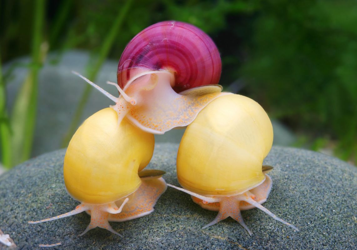 applesnail.jpg