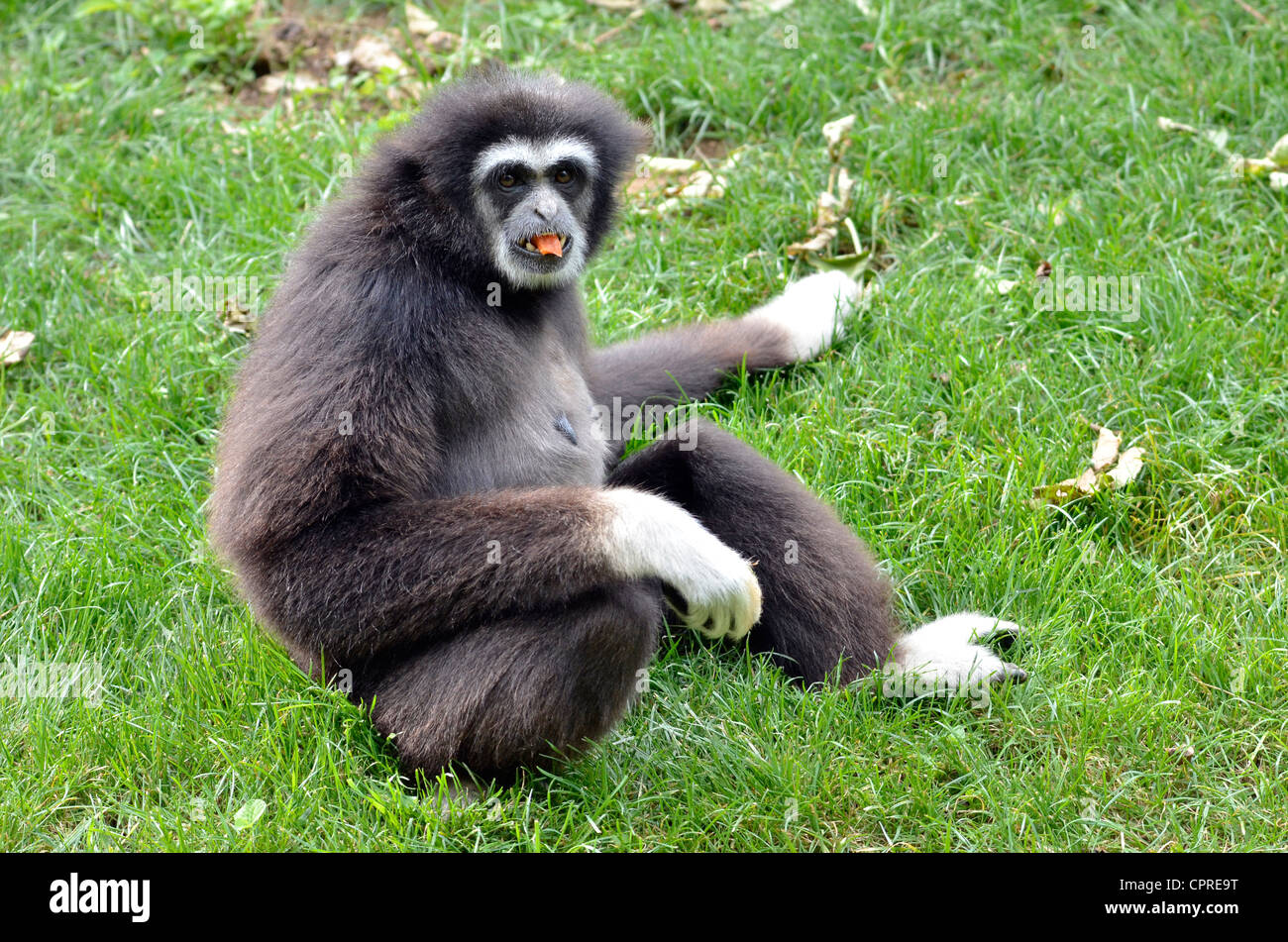 closeup-of-white-handed-gibbon-hylobates-lar-sitting-on-grass-CPRE9T-min.jpg