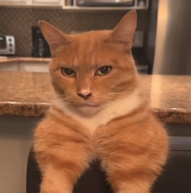 guys-so-ive-been-doing-this-meowing-thing-recently-thats-v0-yzk7i5th81sc1.webp