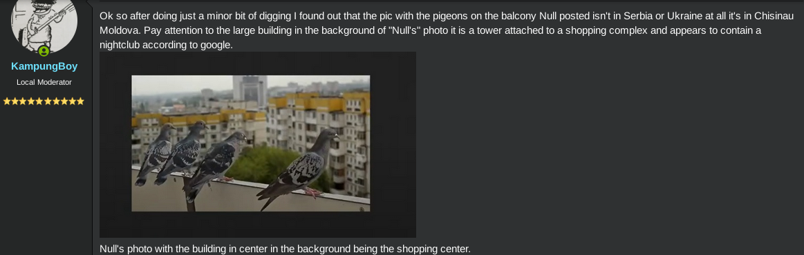 pigeon1.png