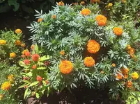 African Marigolds.webp