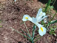 White Dutch Iris.webp