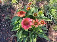 Red Cone.webp