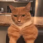 guys-so-ive-been-doing-this-meowing-thing-recently-thats-v0-yzk7i5th81sc1.webp