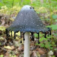 That One Emo Mushroom